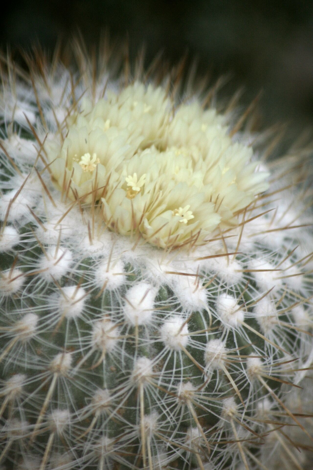 Stenocactus vaupelianus flower