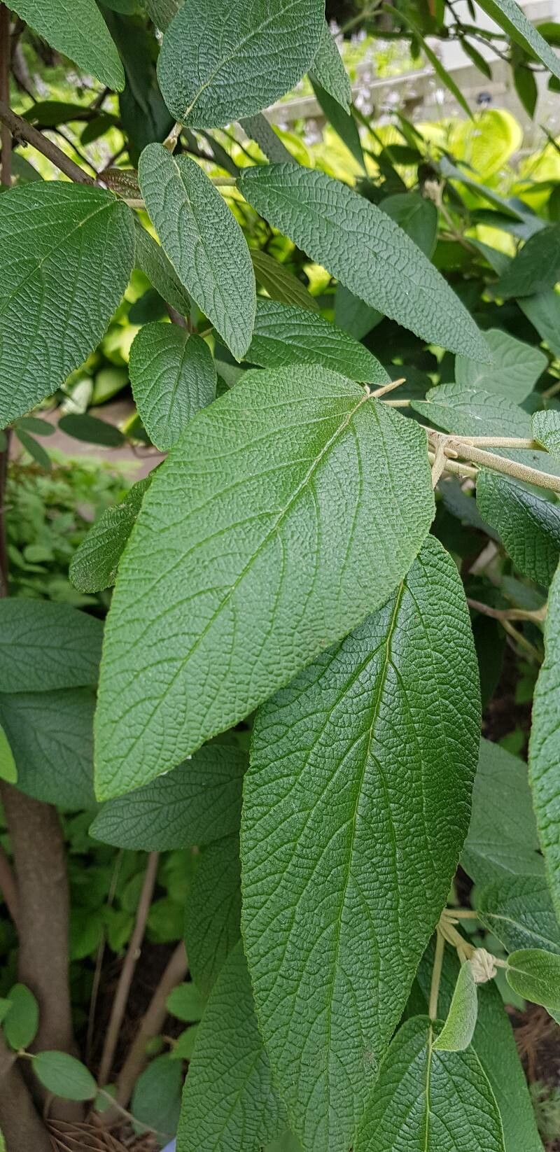 Viburnum × rhytidophylloides — search result for 'Viburnum'