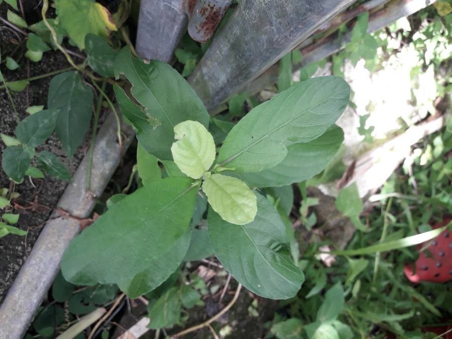 Ruellia tuberosa leaf