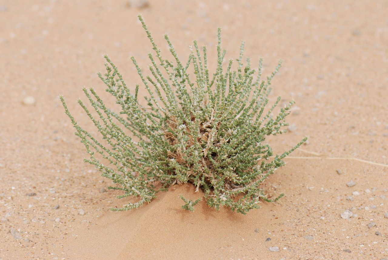 Cornulaca monacantha habit