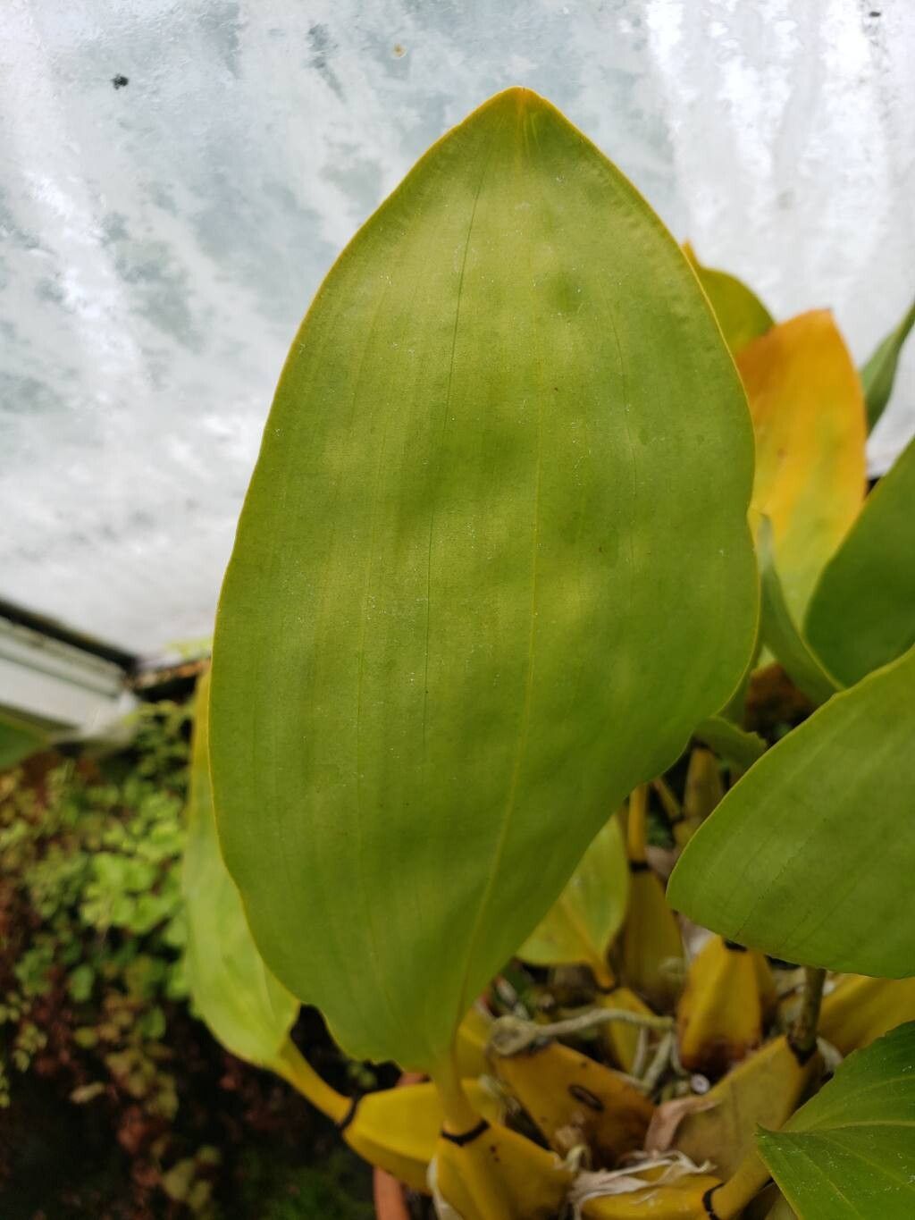 Bifrenaria inodora — related species from the same genus