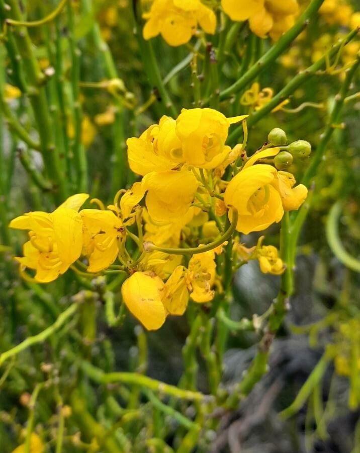 Senna crassiramea flower