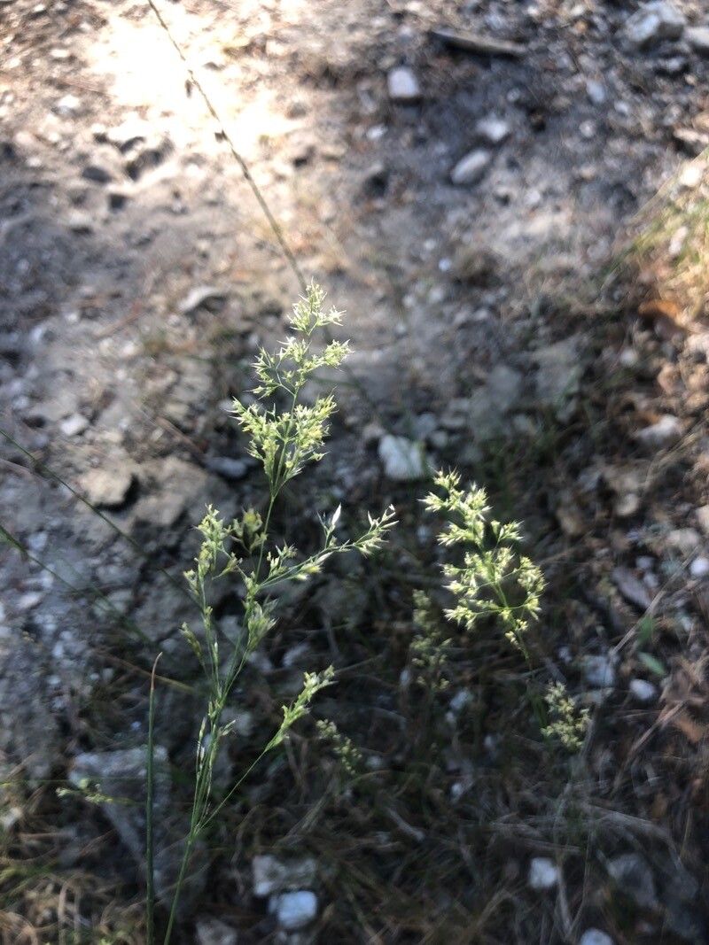 Agrostis stolonifera flower