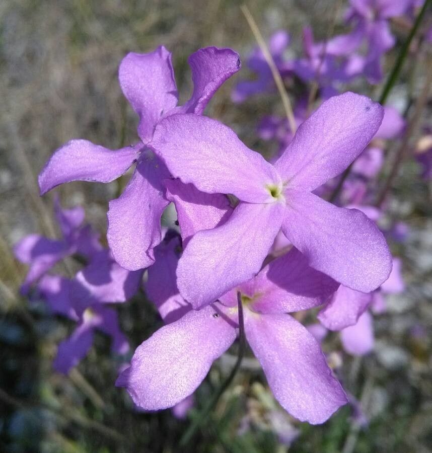Matthiola sinuata flower