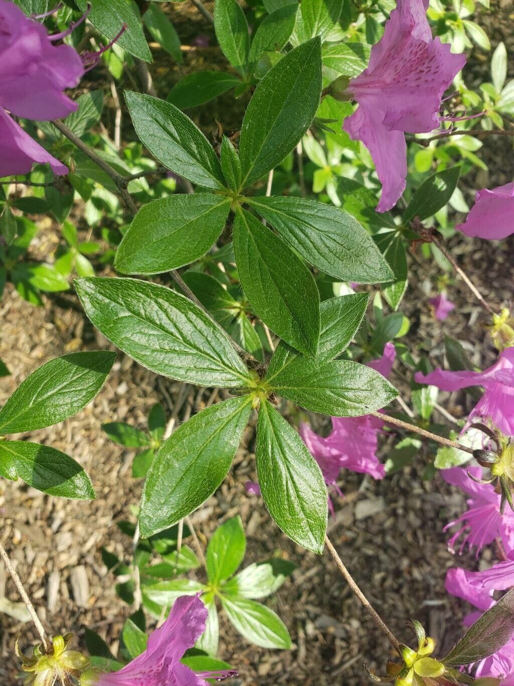 Rhododendron yedoense leaf