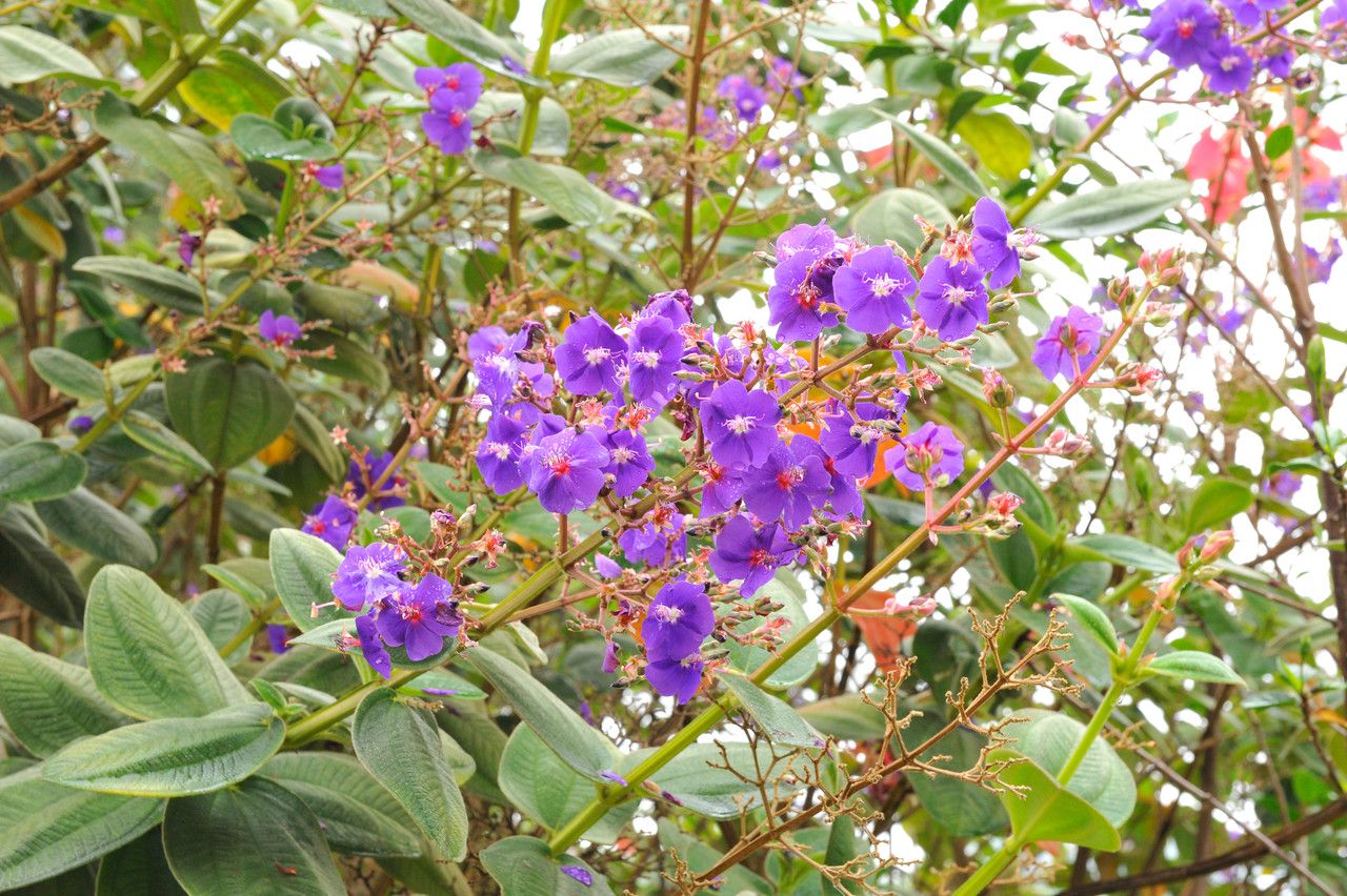 Tibouchina aegopogon flower