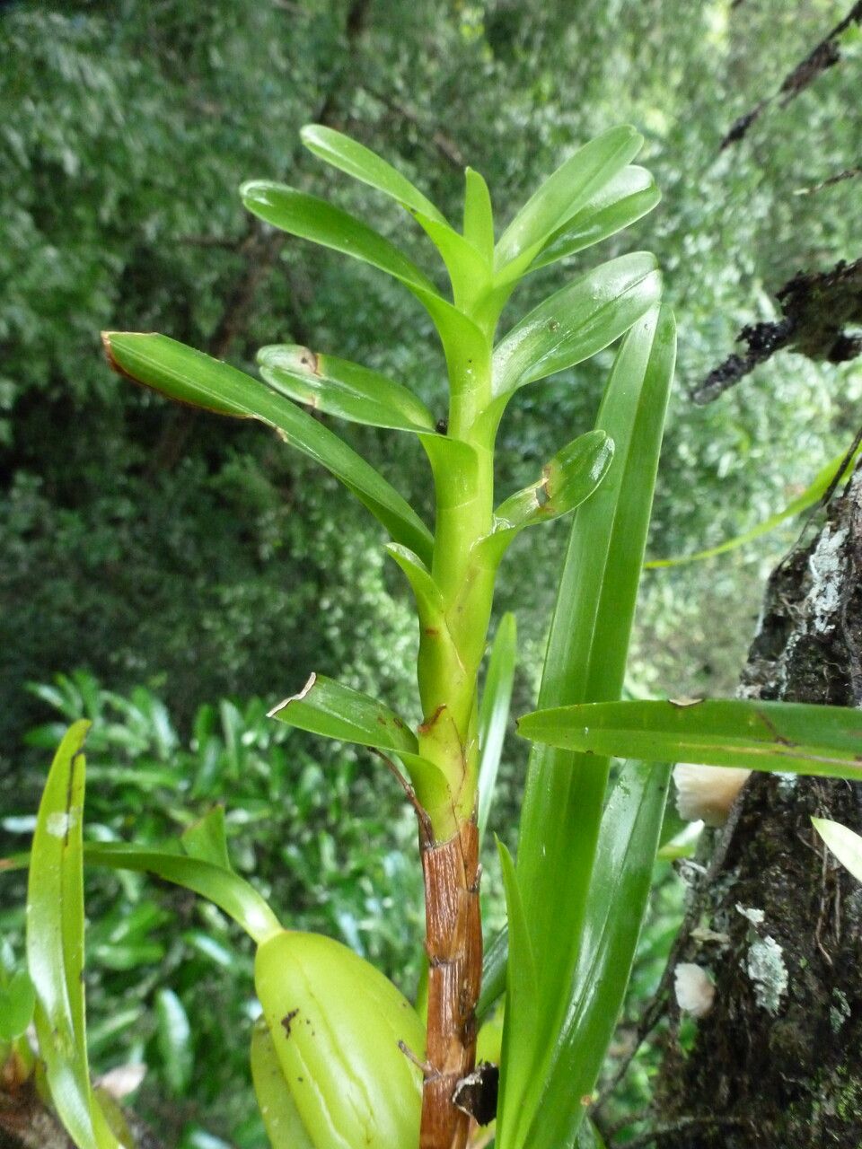 Maxillariella alba flower