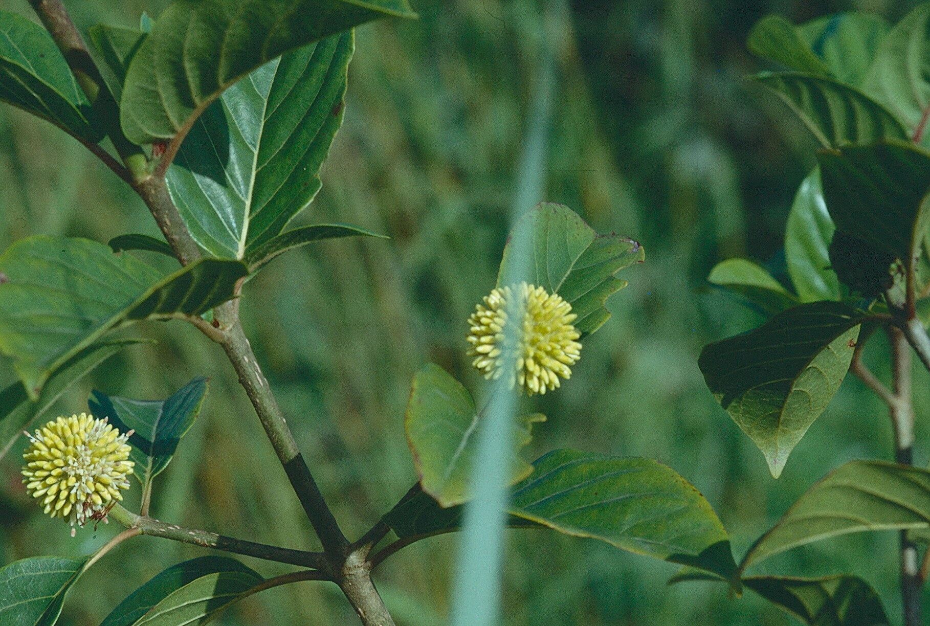 Nauclea latifolia flower