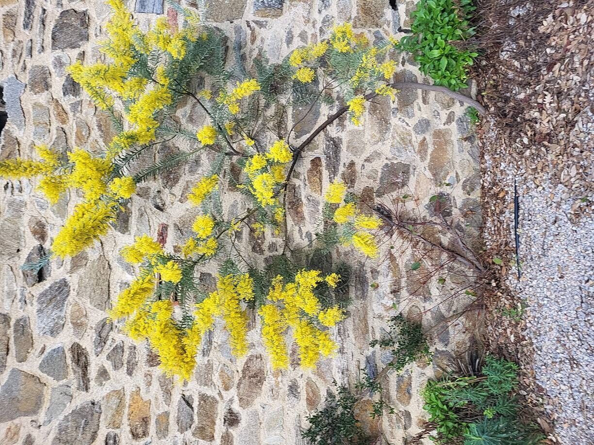 Acacia covenyi habit