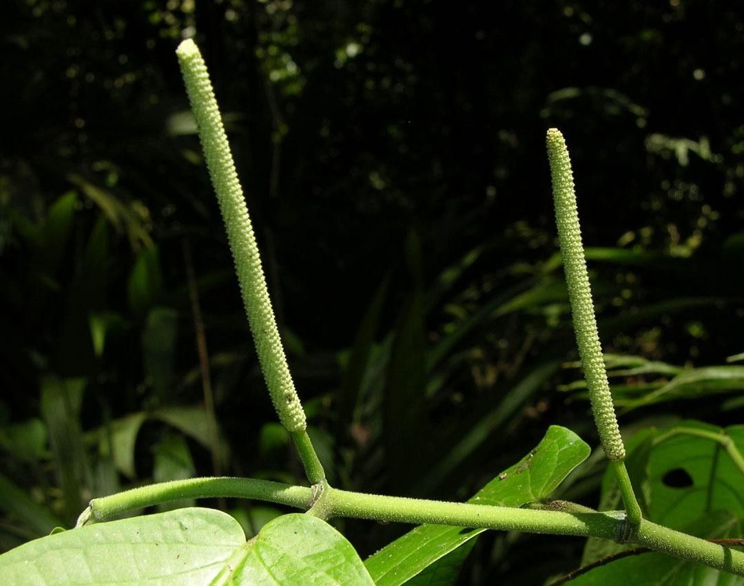 Piper peracuminatum bark