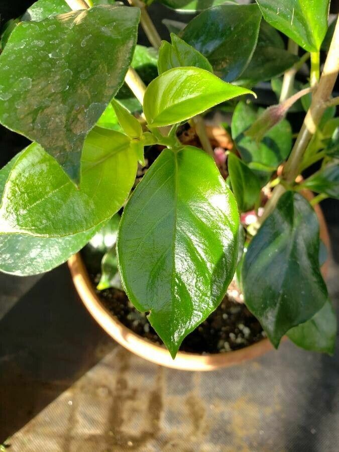 Nematanthus maculatus — search result for 'Nematanthus'