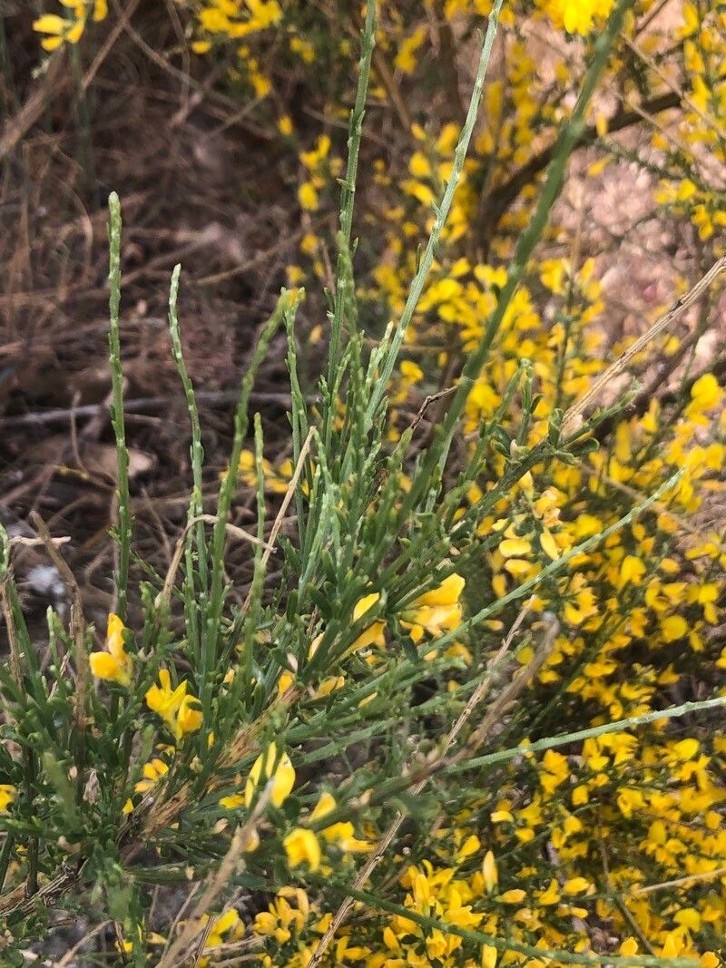 Genista cinerea — search result for 'Genista'