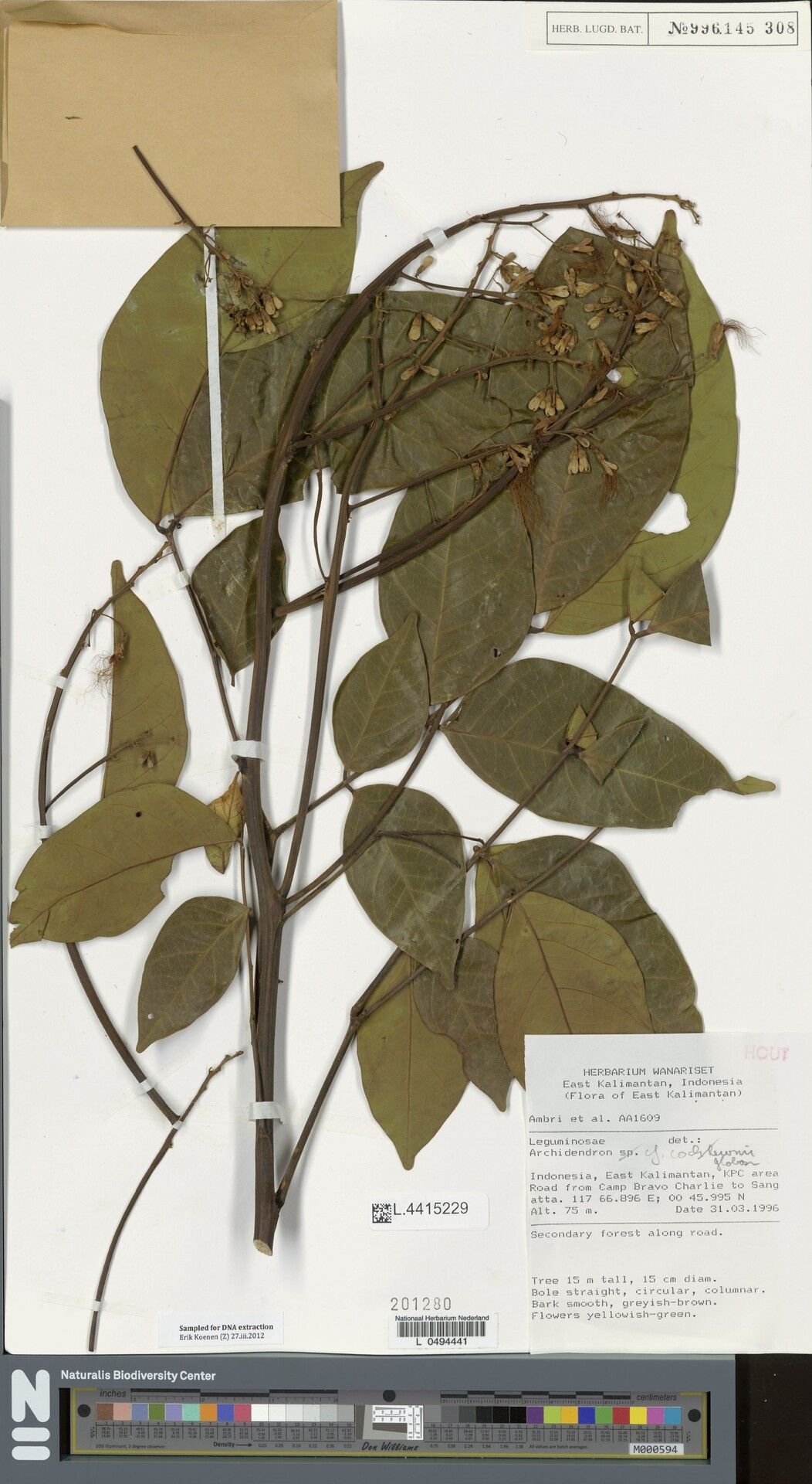 Archidendron globosum — related species from the same genus