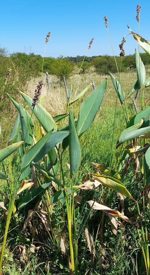 Thalia multiflora habit