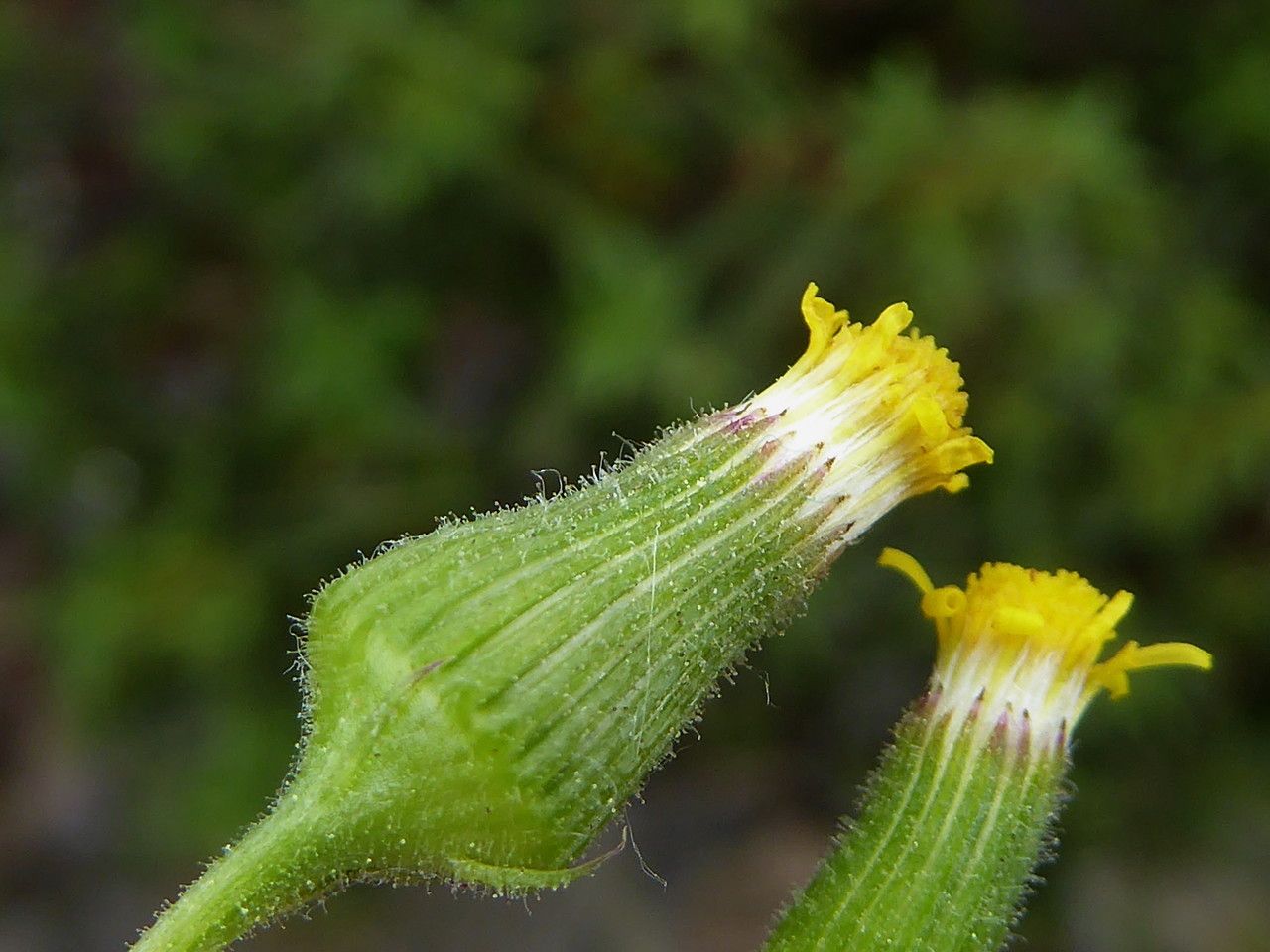 Senecio lividus flower