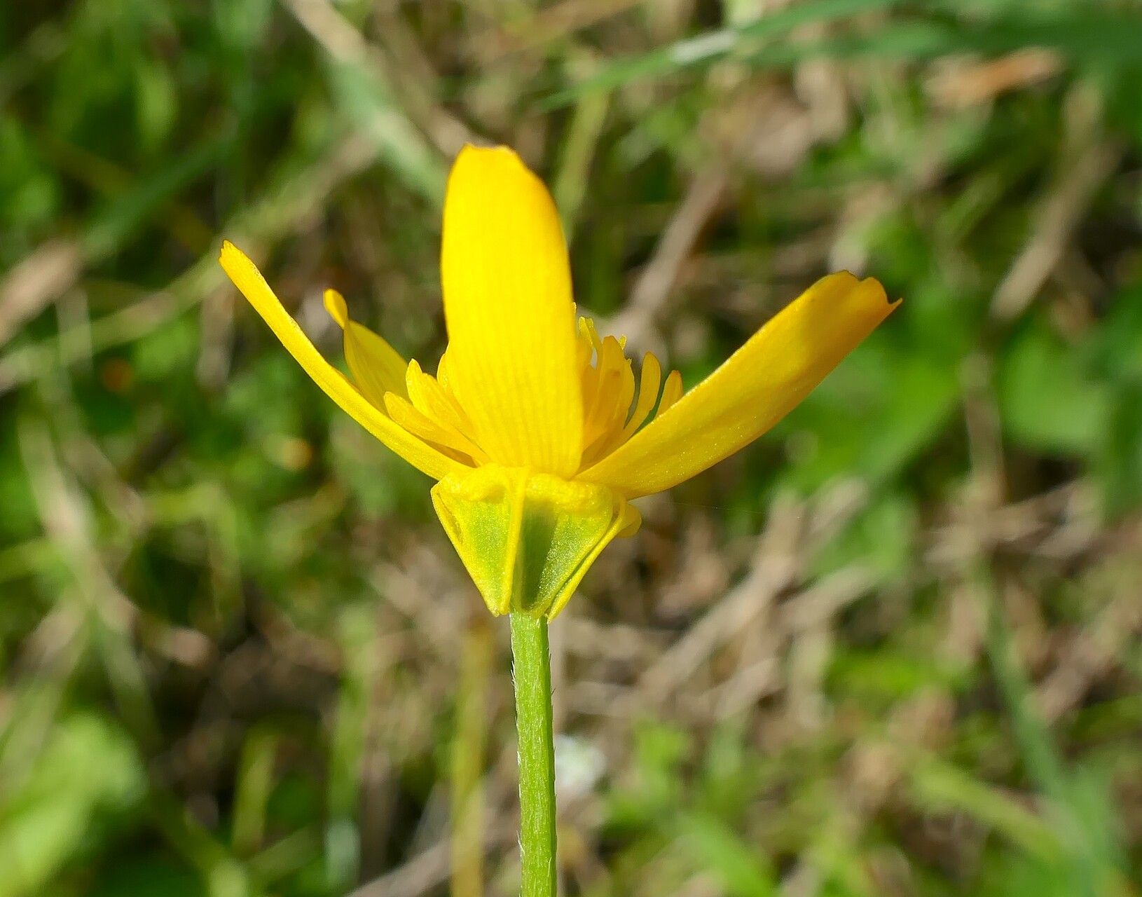 Ranunculus petiolaris — houseplant care guide