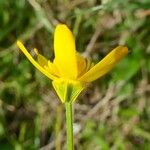 Ranunculus petiolaris