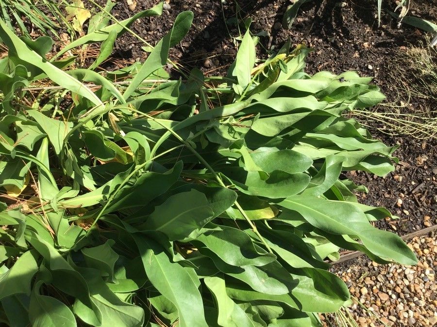 Limonium auriculae-ursifolium — search result for 'Limonium'