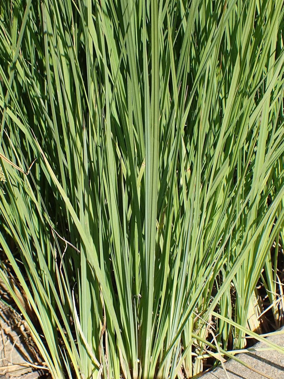 Carex buxbaumii habit