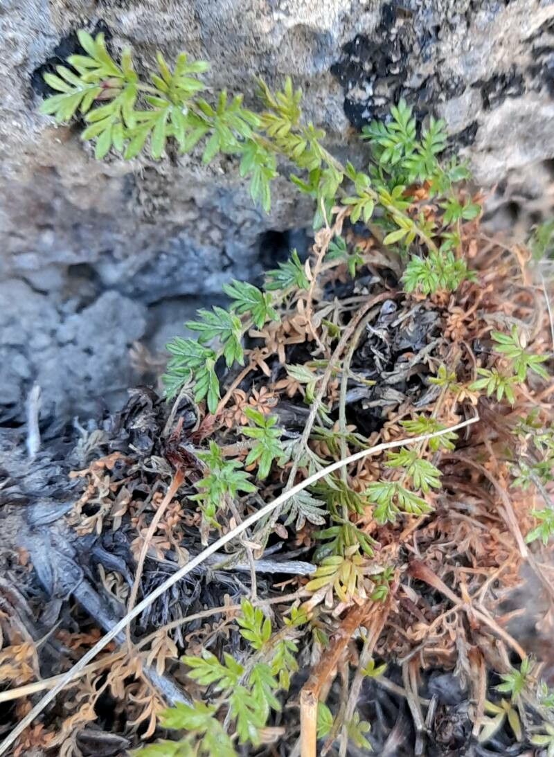 Acaena poeppigiana — houseplant care guide