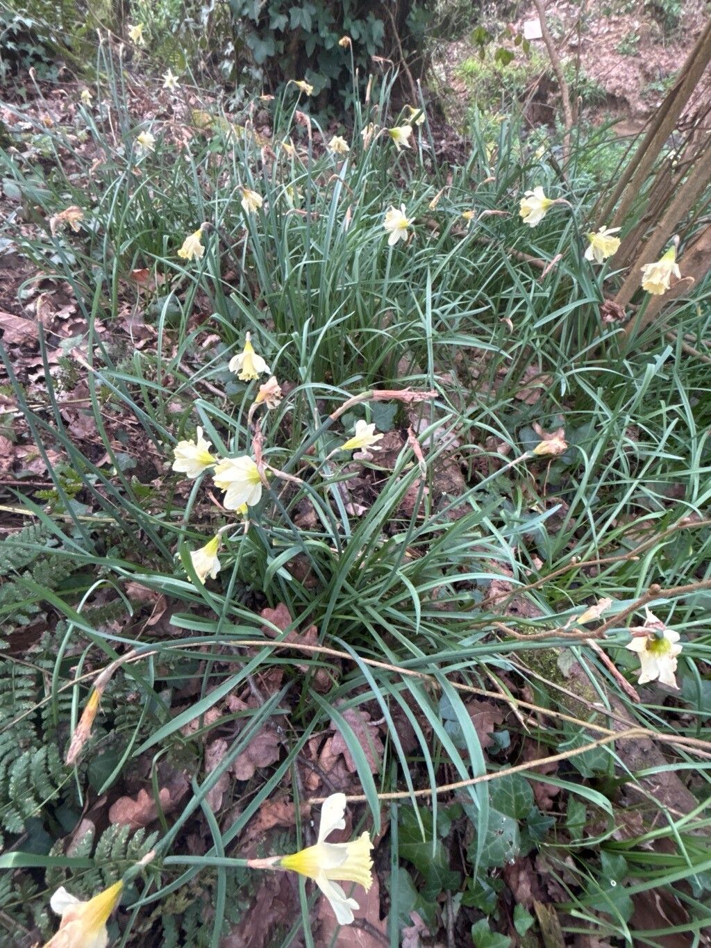 Narcissus pallidiflorus habit