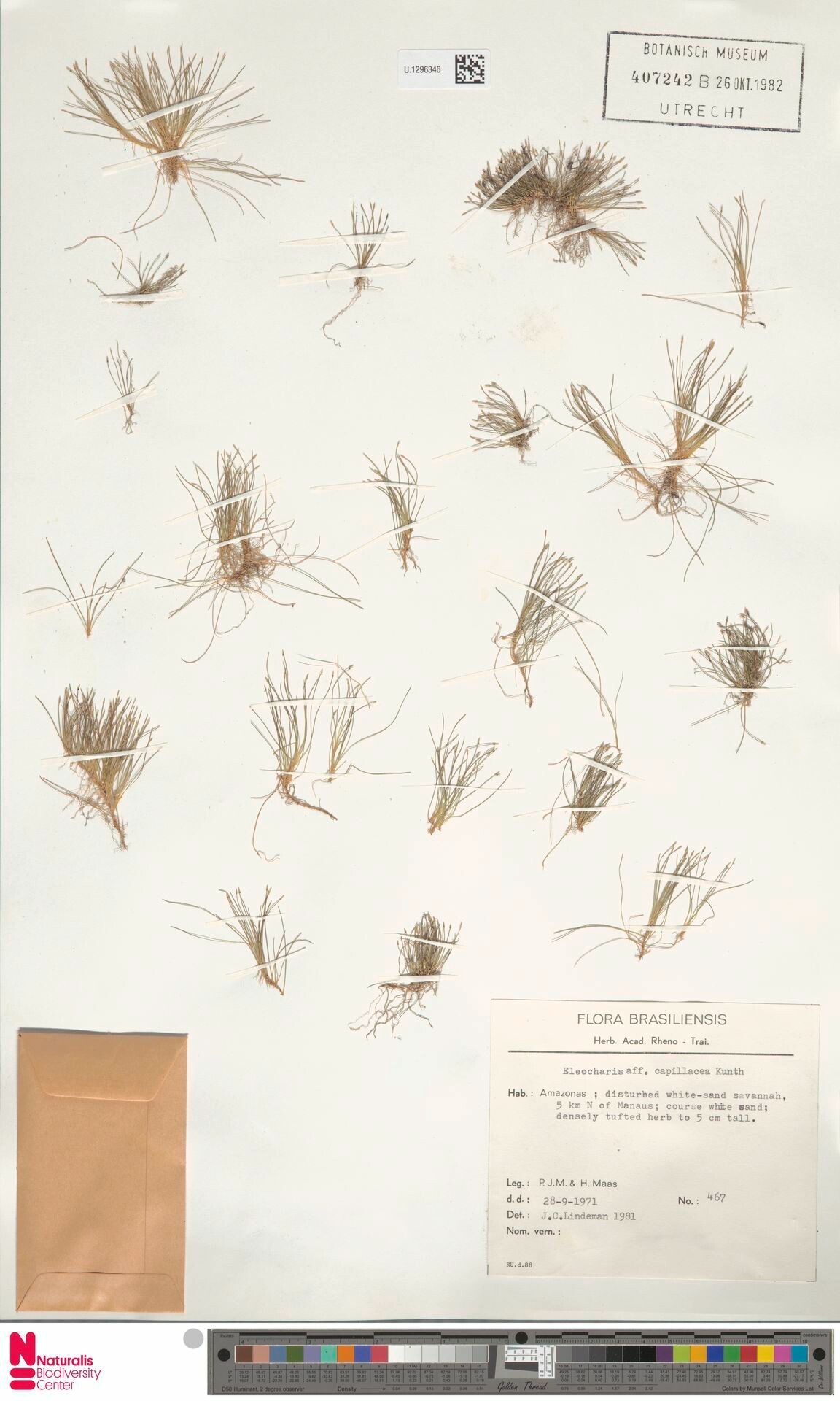 Eleocharis capillacea habit