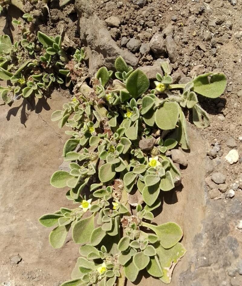 Aizoon canariense flower