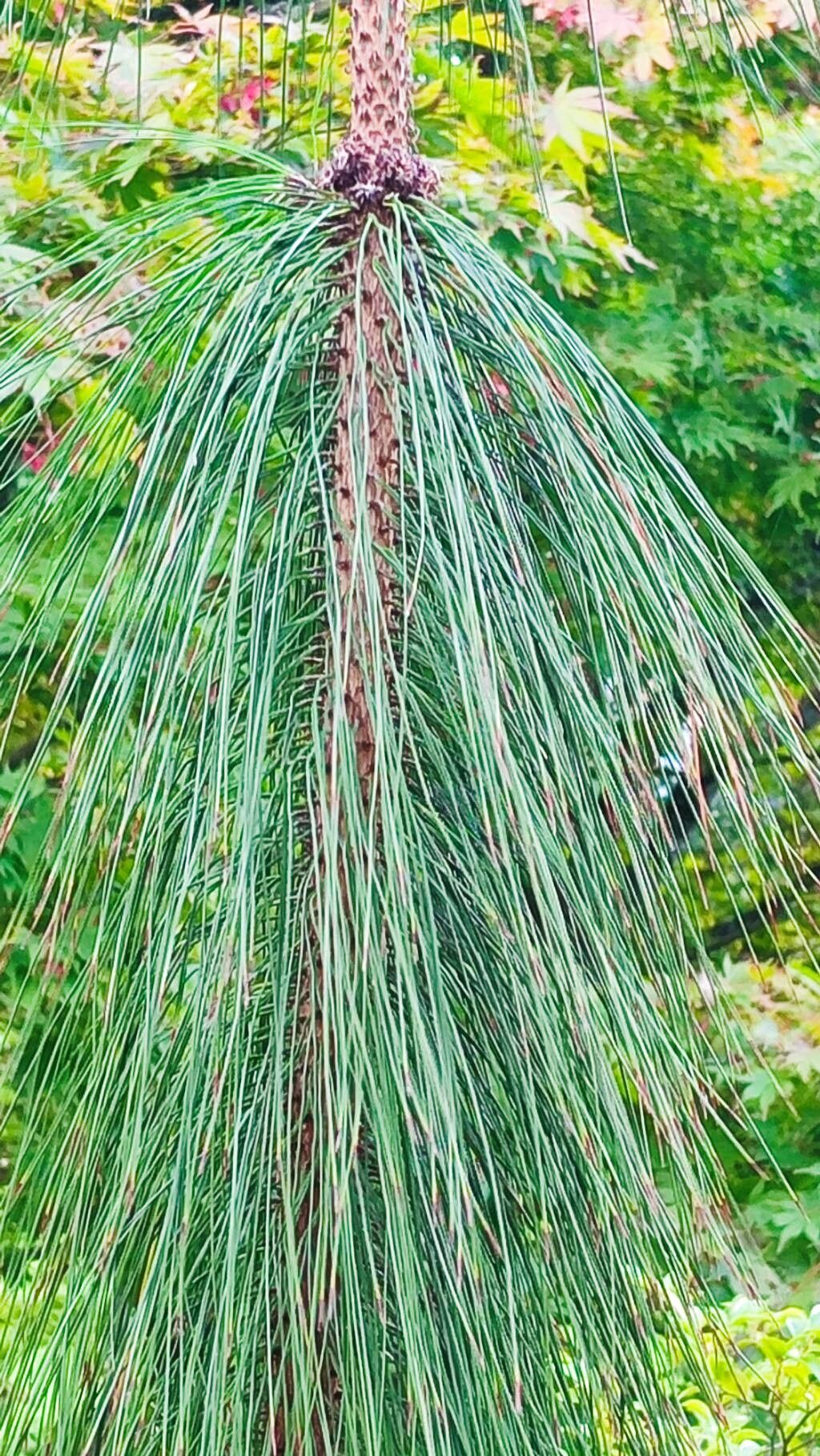 Pinus taiwanensis habit
