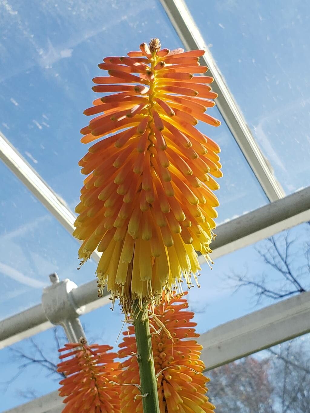 Kniphofia rooperi — houseplant care guide