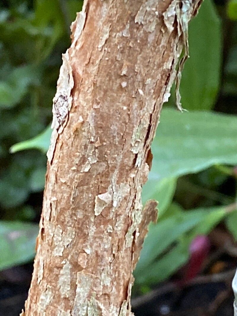 Fuchsia hybrida bark