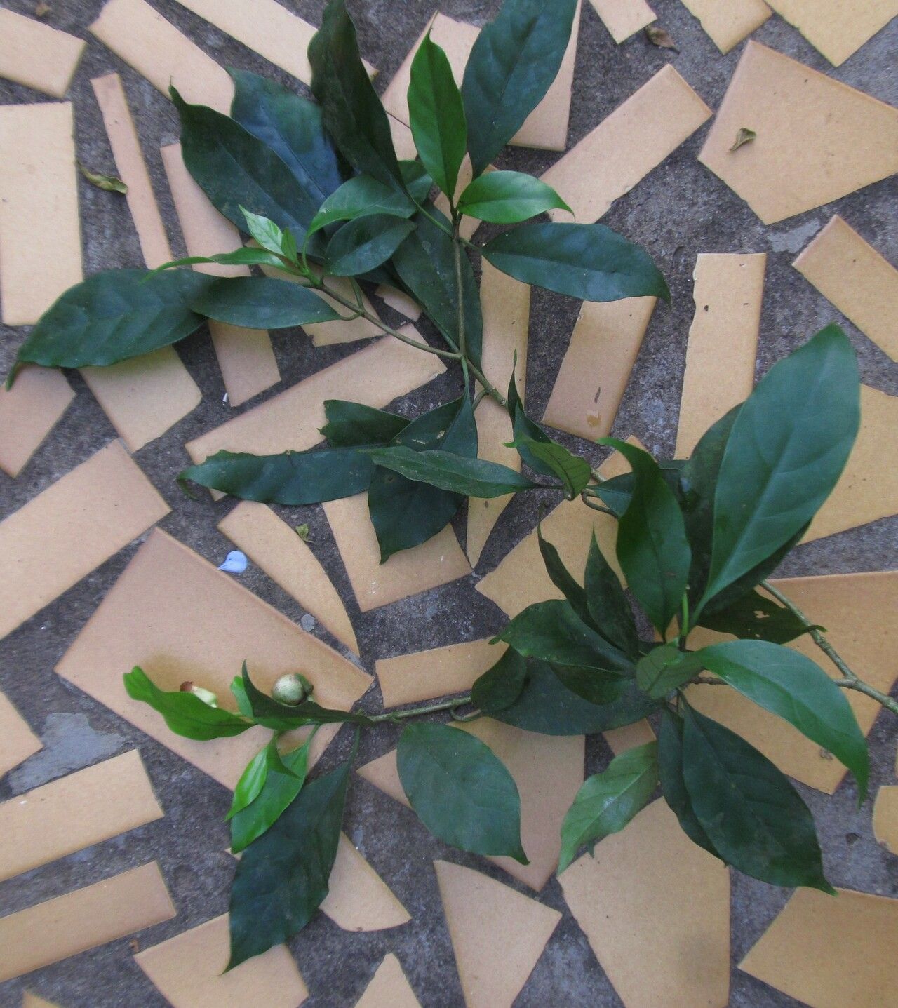 Voacanga bracteata leaf