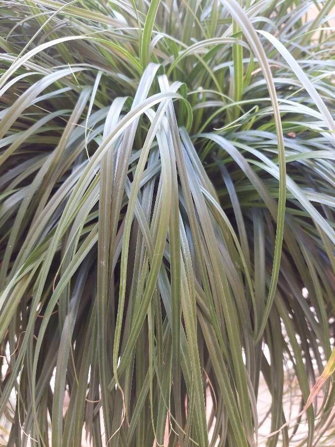 Carex × abitibiana leaf