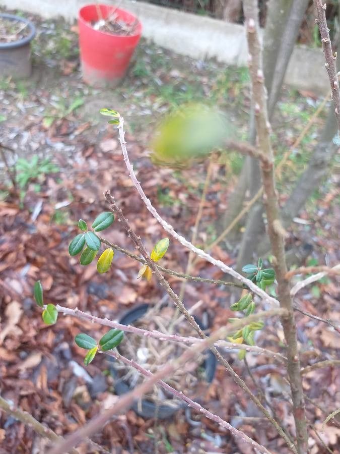 Salix variegata habit