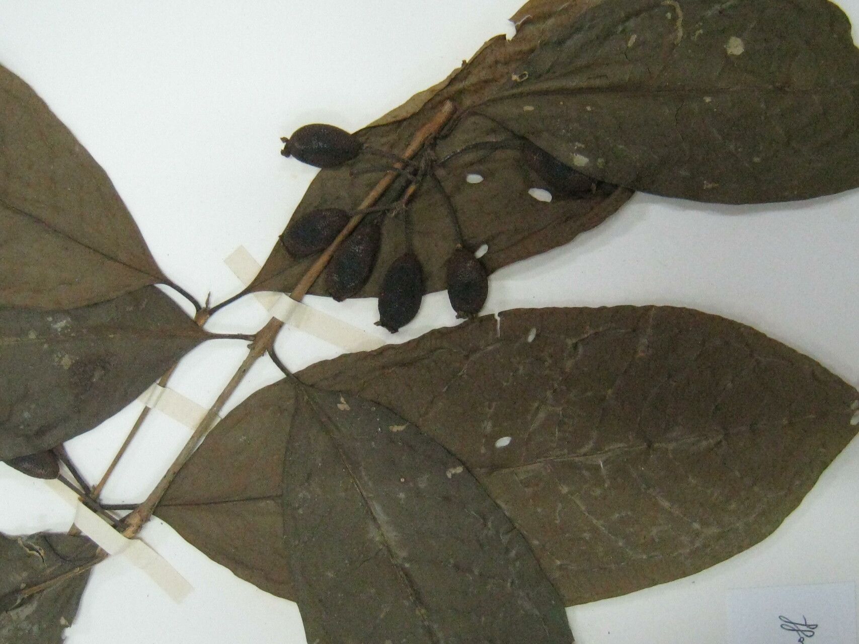 Eugenia brownsbergii other