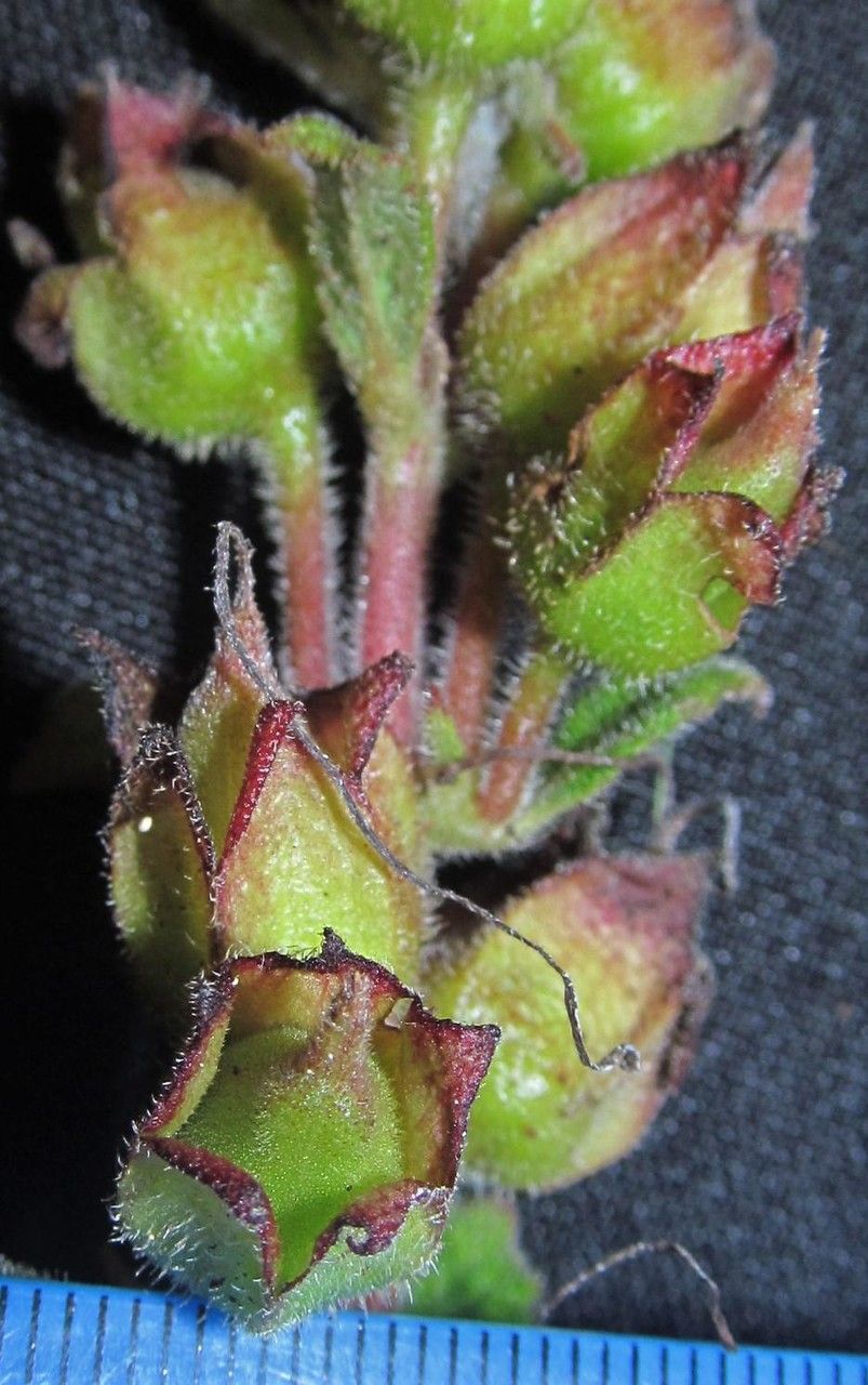 Sinningia incarnata fruit