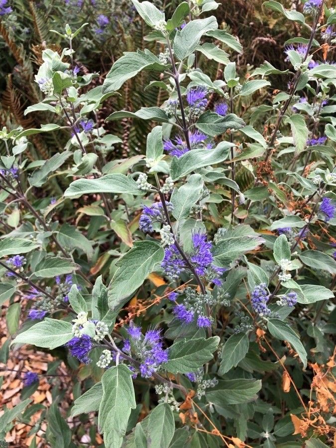 Caryopteris x clandonensis leaf