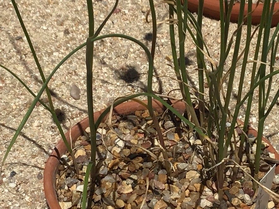 Allium oleraceum leaf