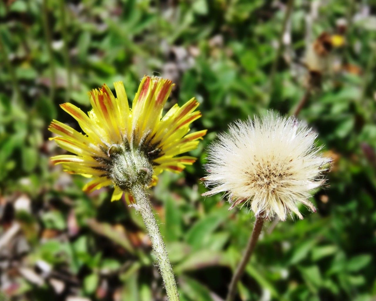 Pilosella lactucella flower