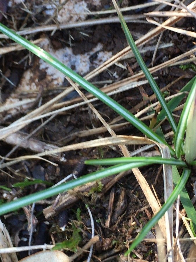 Crocus versicolor leaf