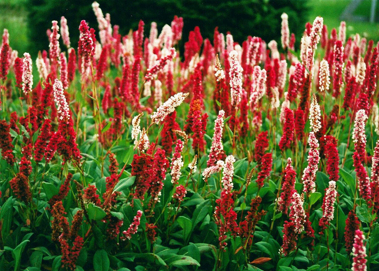 Polygonum affine flower