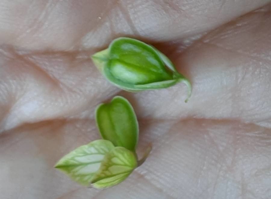 Polygala major fruit