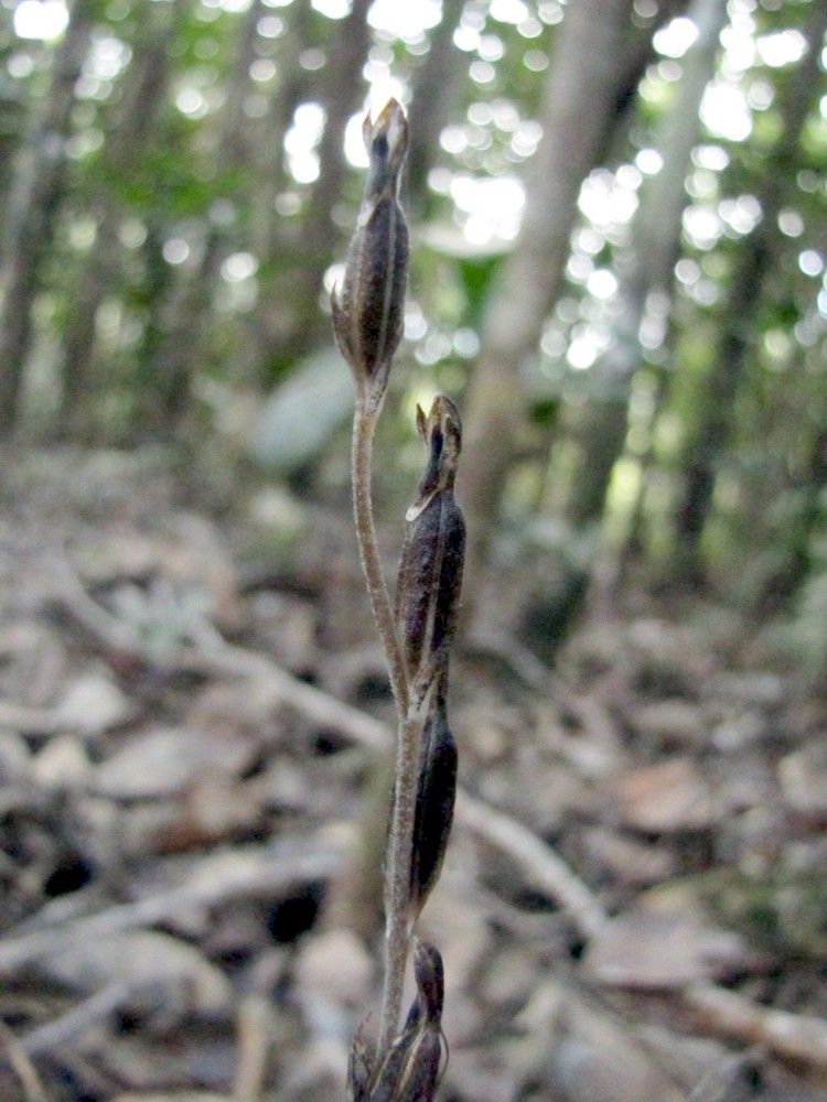 Pachyplectron arifolium fruit