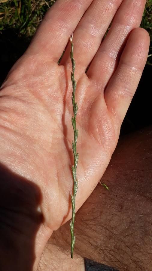 Festuca lachenalii fruit