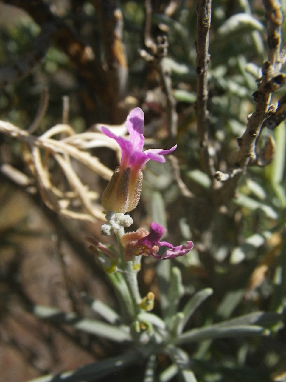 Parolinia intermedia flower