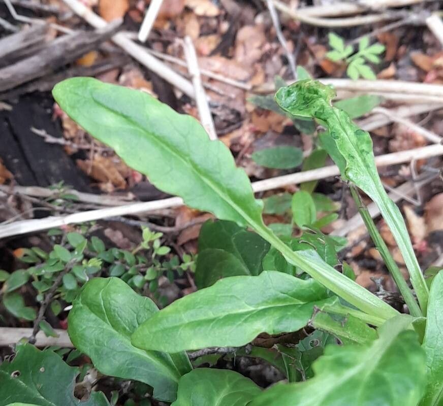 Valeriana laxiflora leaf