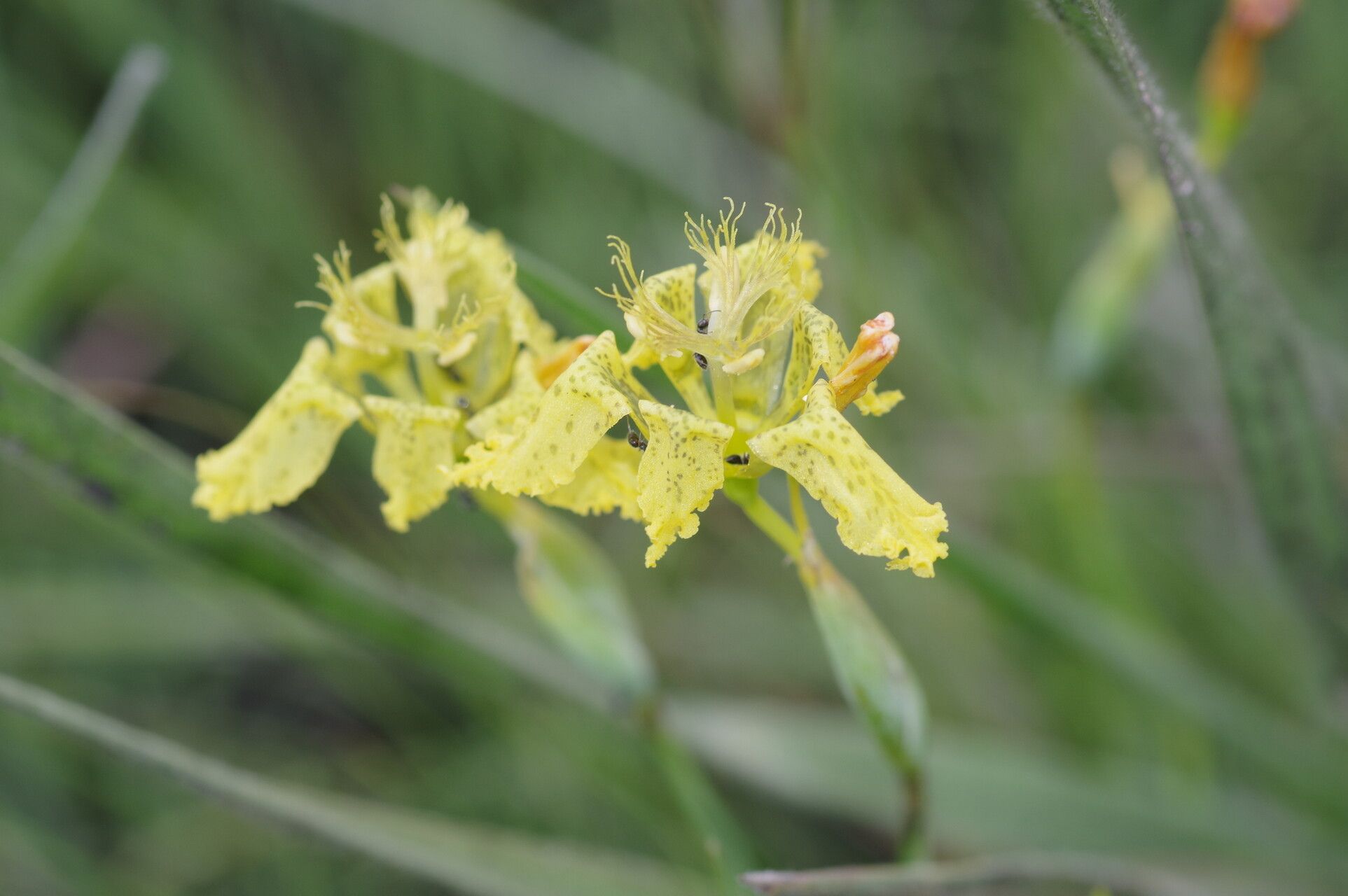 Ferraria welwitschii flower