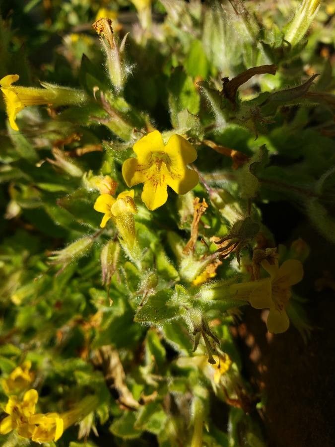 Erythranthe floribunda flower