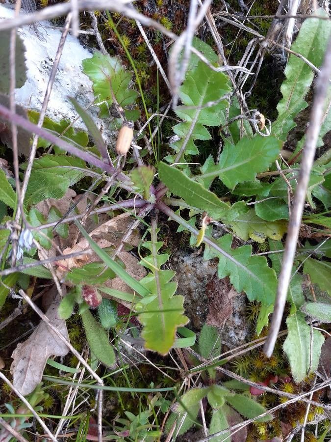 Diplotaxis virgata leaf