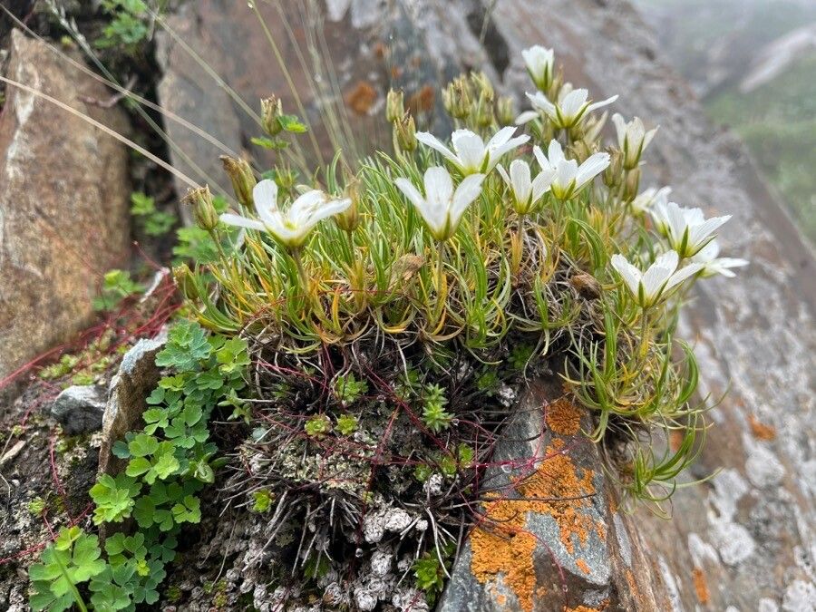 Minuartia kashmirica flower