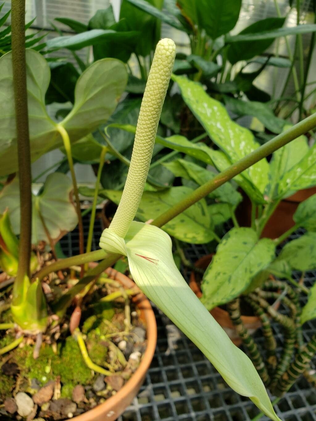 Anthurium regale flower